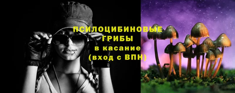 Галлюциногенные грибы Psilocybe  Ноябрьск 